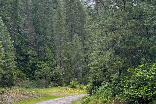 Hazard Creek - FS 502