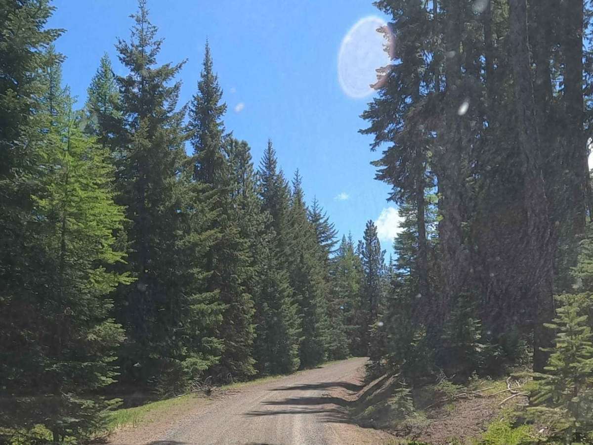 Cow Camp - NF3111 photo 2