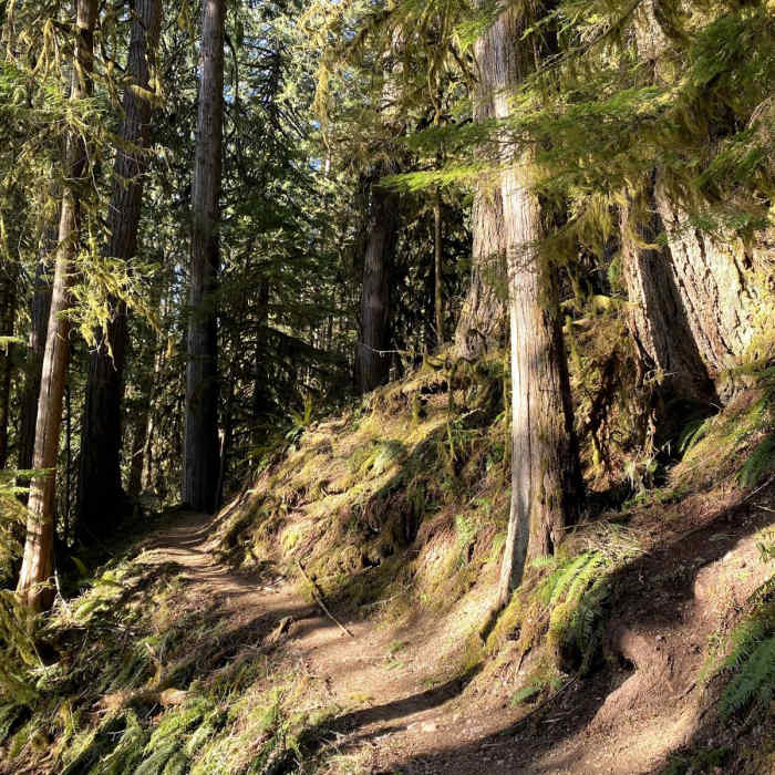 Near Maple Grove Campground via Baker Lake Trail