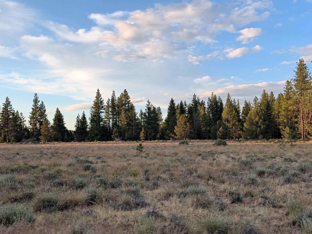 Antelope - FS 43N83 photo 3