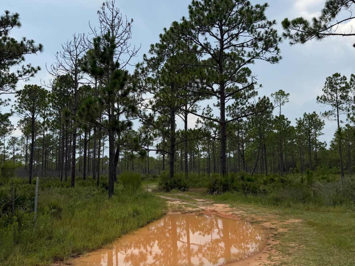 Muddy Crossings photo 3