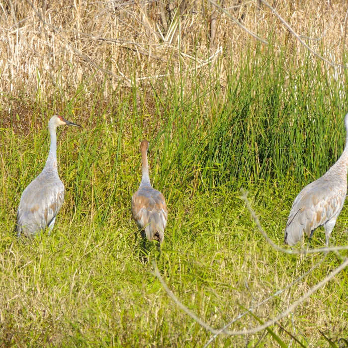 Sandhill crane family in the Great Marsh. These birds are so large with the most amazing calls. Near Great Marsh Trail