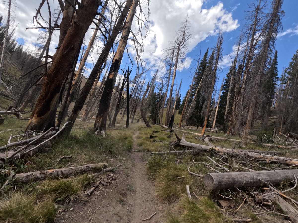 Rooks Creek - FS 7145 trail photo