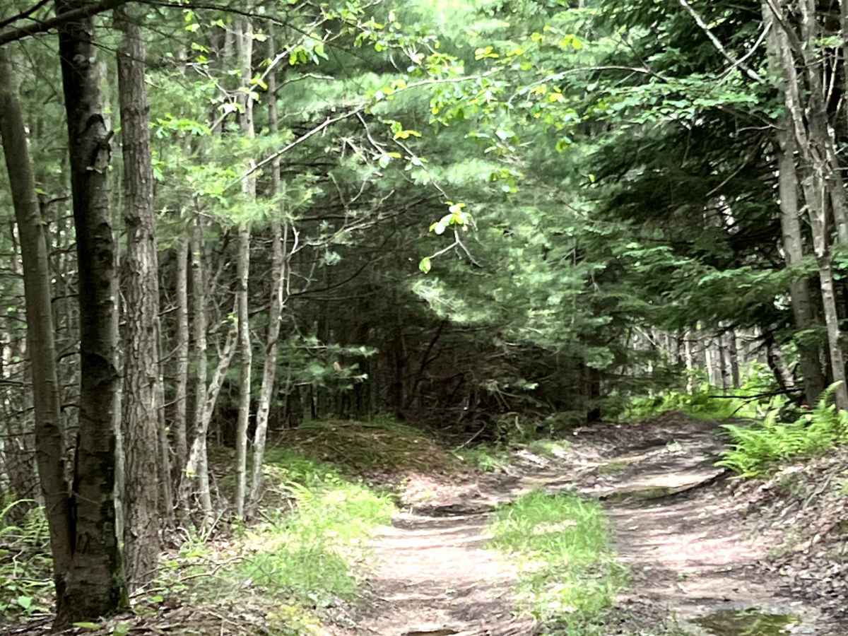 Smith's Run Trail photo 3