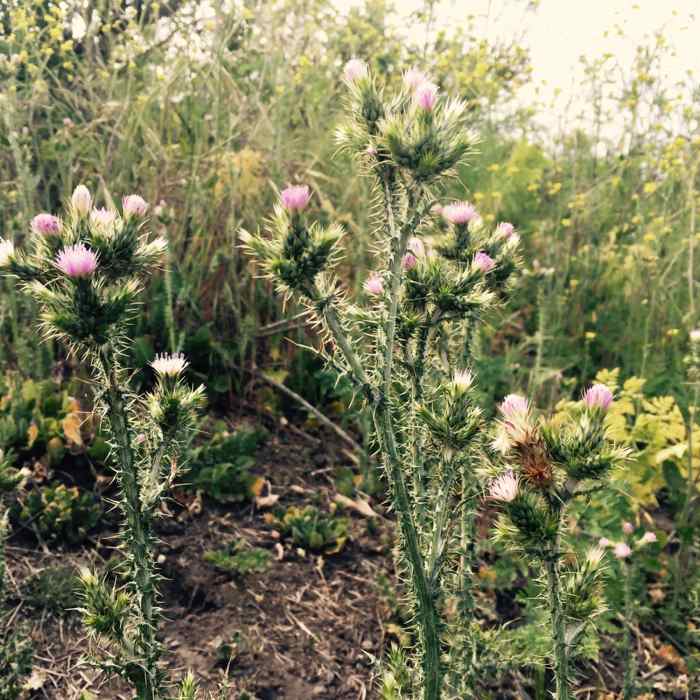 Near Laurel Canyon Road