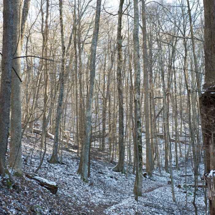 Near Rich Mountain Trail