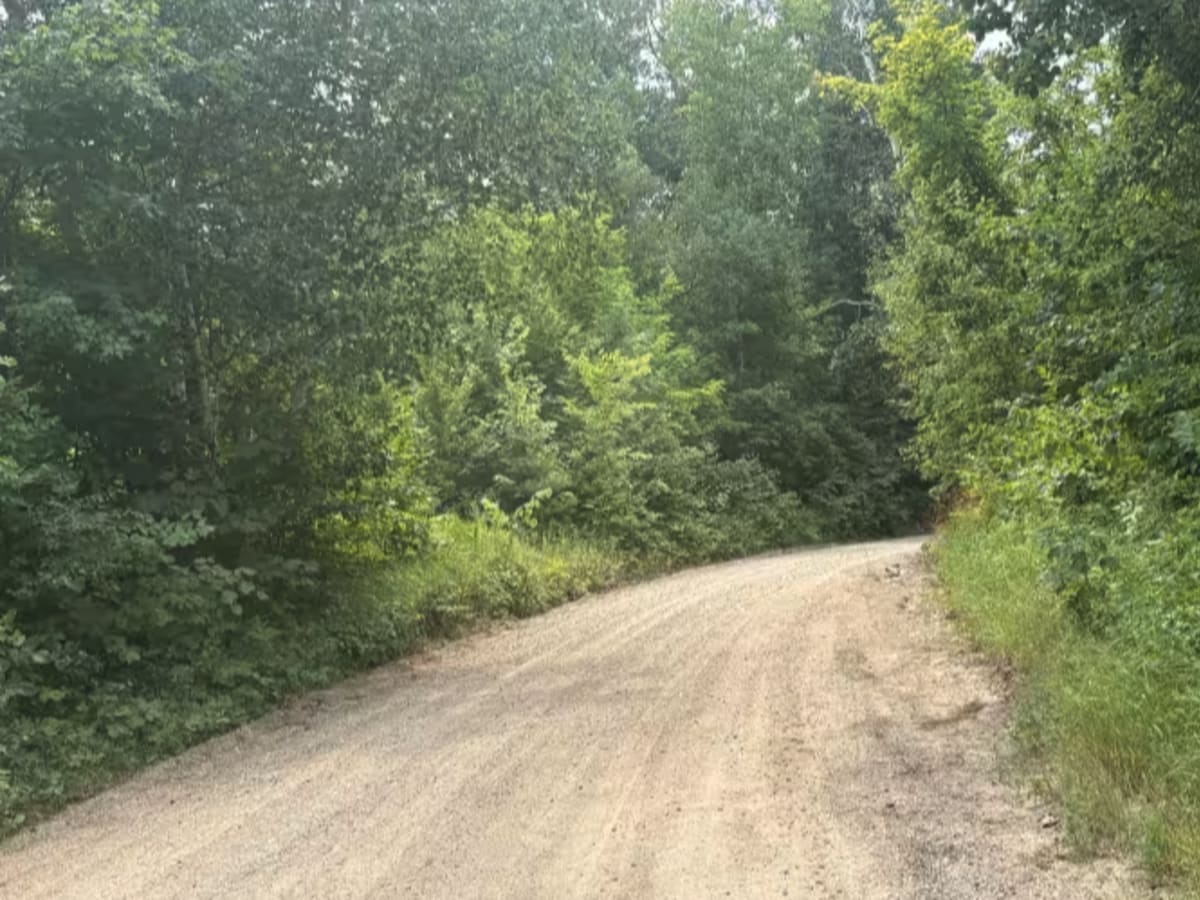 Hannah Ore Forest Road photo 3