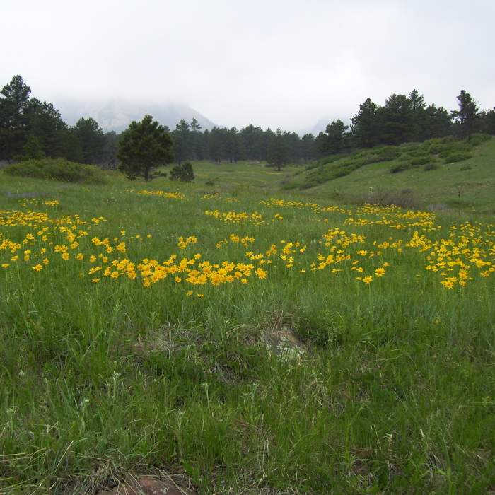 Shanahan Trail Yellow Daisies with permission from BoulderTraveler Near South Fork Shanahan Trail
