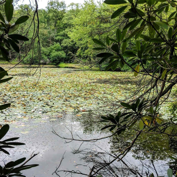 Lake Lenape through a break in the Rhododendron's on Table Rocks Trail Near Table Rock Spur