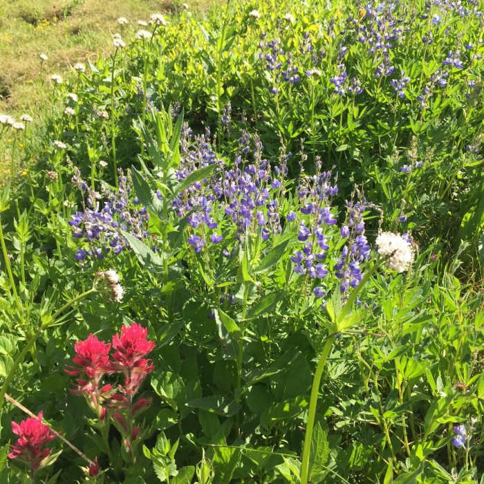 Near Nisqually Vista