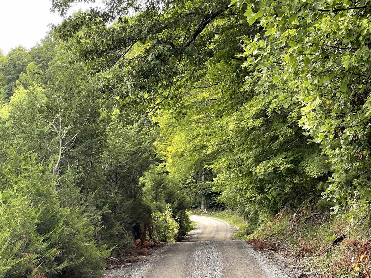 Sugar Tree Hollow photo 3