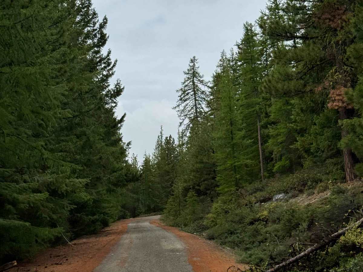 Beaver Summit Road - FS 4230 photo 6