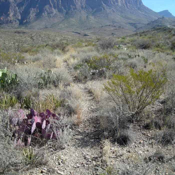 Near Ward Spring Trail