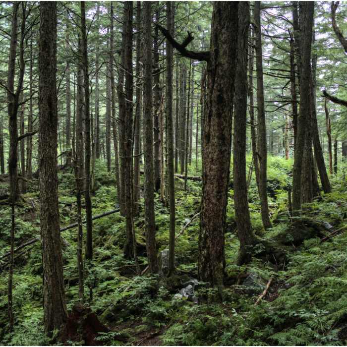 Near Gold Creek Flume Trail