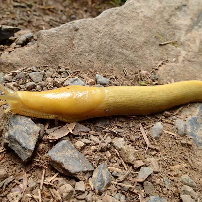 Near Boy Scout Tree Trail
