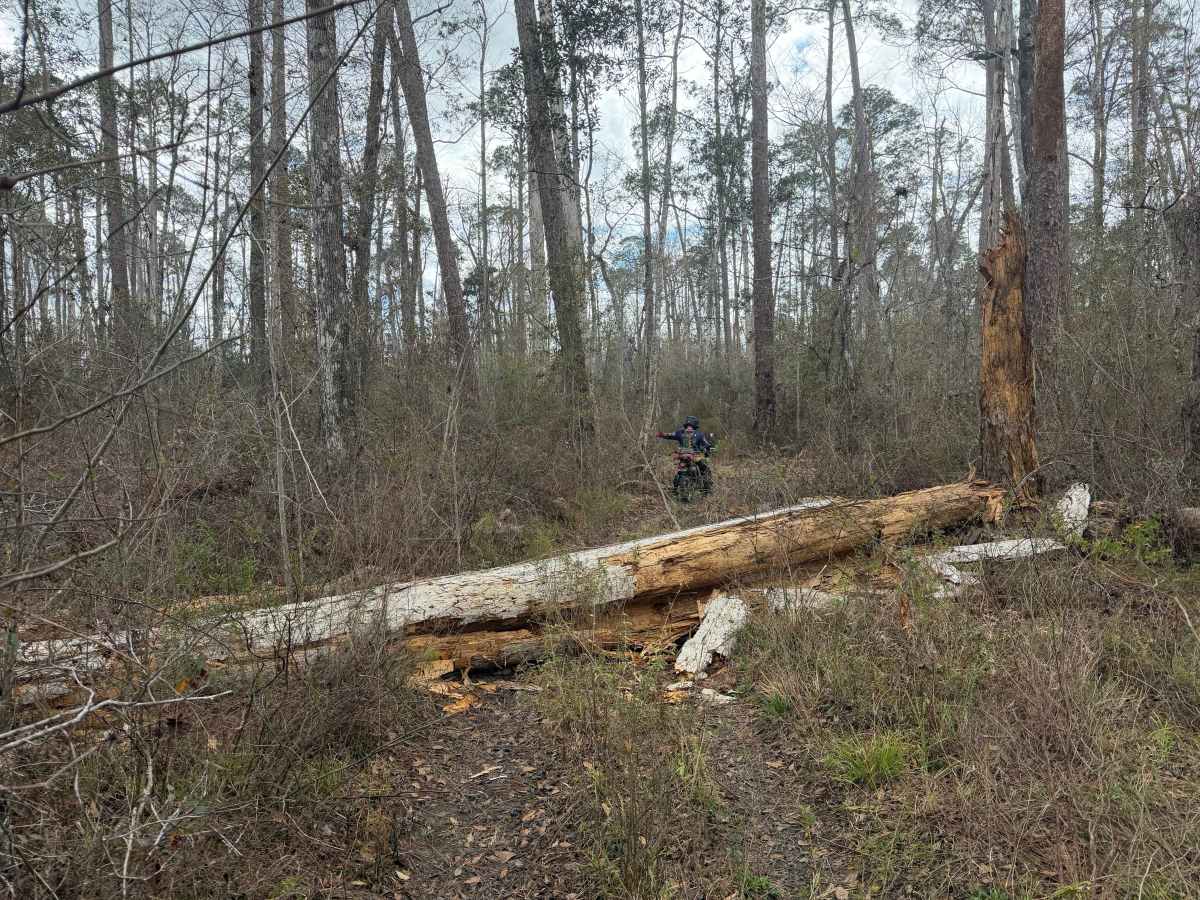 Big Cypress Swamp South East Loop photo 4