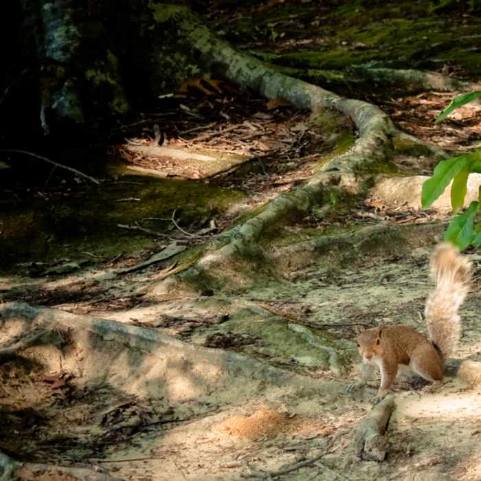 Watch for exposed roots on the trails! Near Waller Mill Park Loop