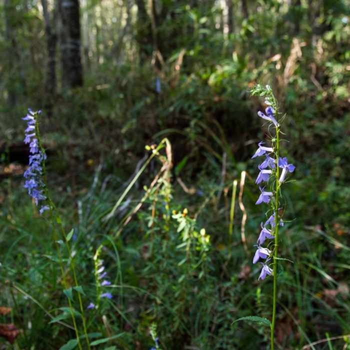 Near The Palmetto Trail: Awendaw Passage
