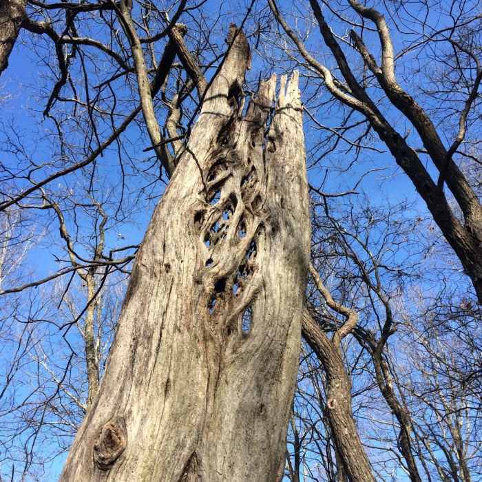 Near Weaver Creek to Rocky Mountain