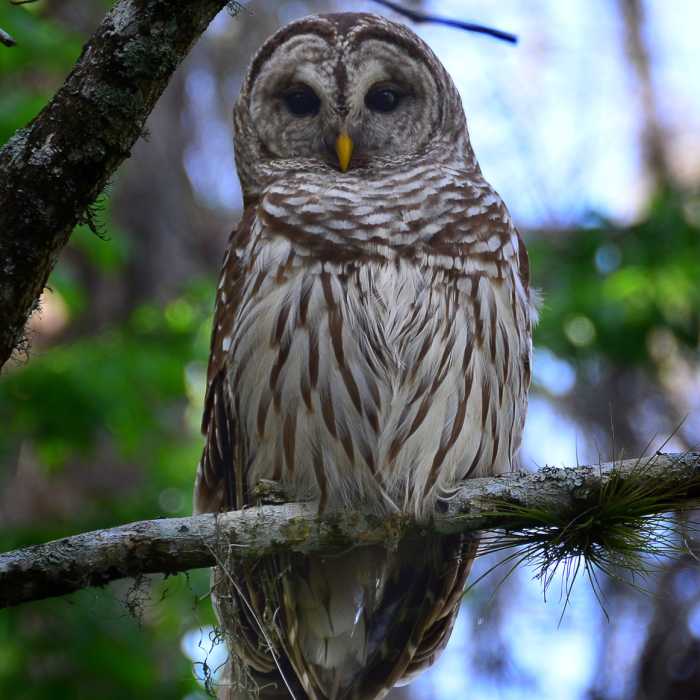 Barred Owl at Lettuce Lake Near Limpkin Loop