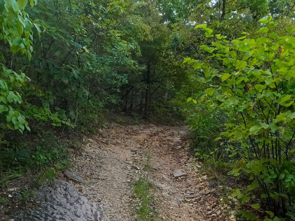 Pet Hollow - FS 507A photo 3
