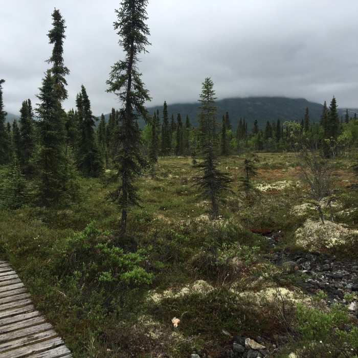 A boardwalk amid the tundra leads adventurers through beautiful meadows like this. Near Beaver Pond Loop