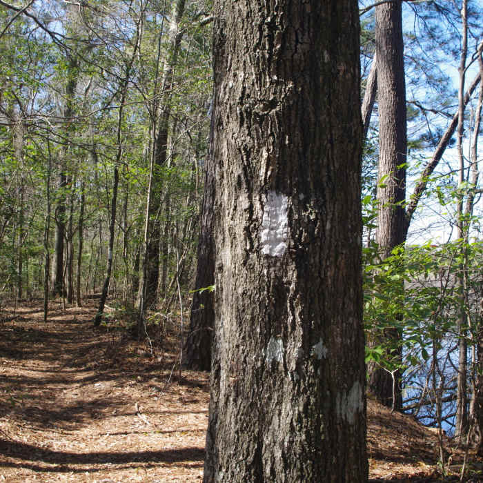 Near Kingfisher Pond Loop