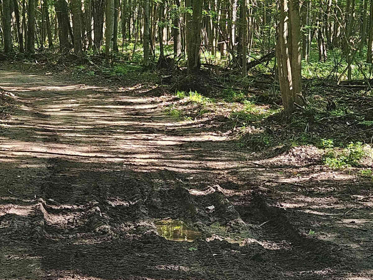 Dyer Lake Drive photo 5