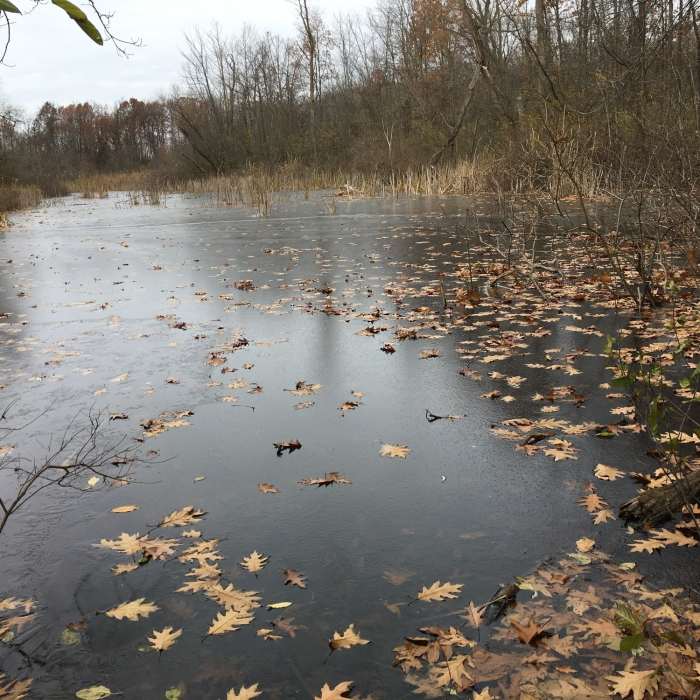 Near Oakwoods Nature Trail