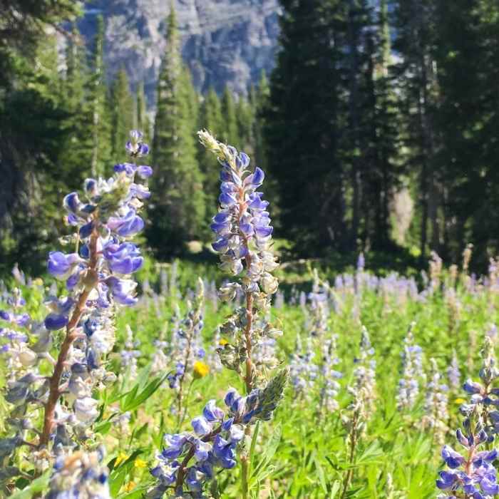 Near Devil's Castle/Sugarloaf via Cecret Lake