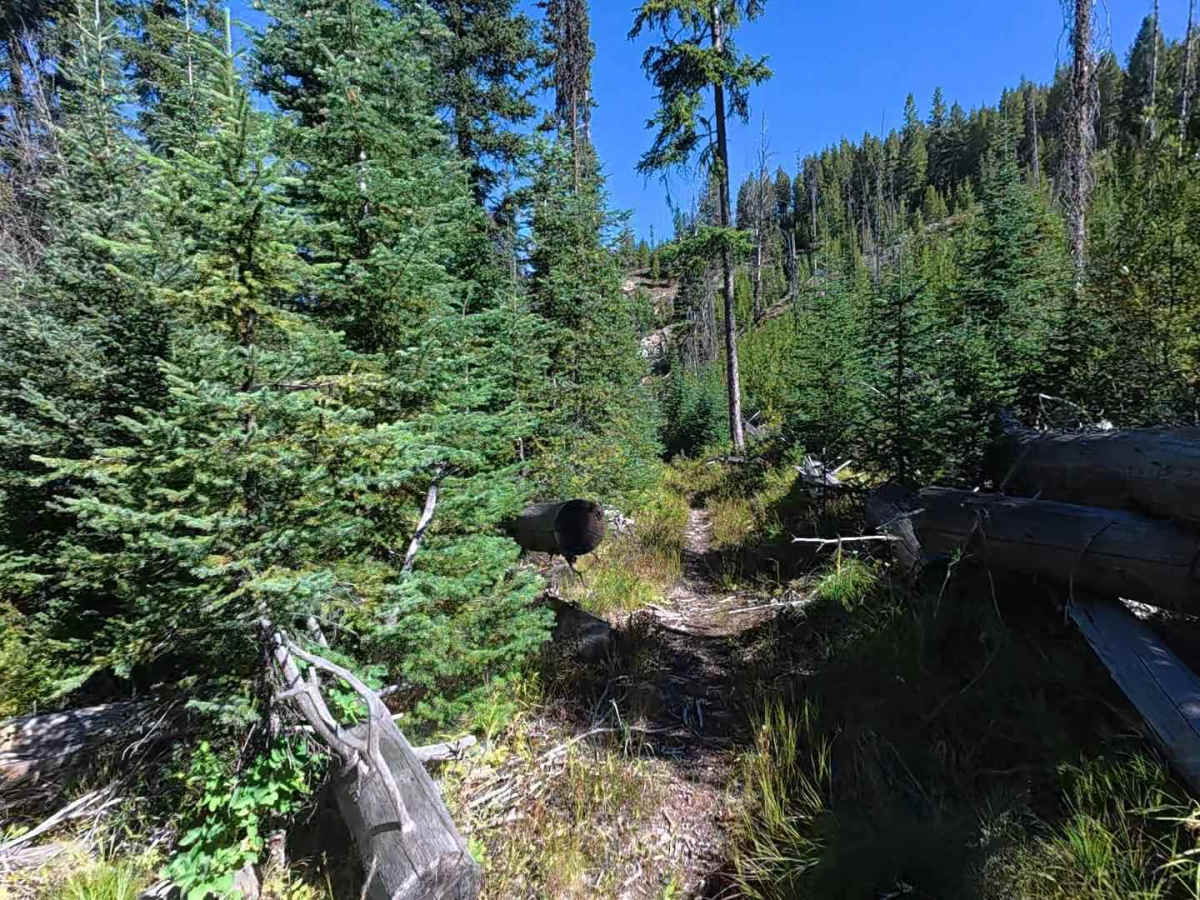 Sleeping Child Creek Trail - FS 84 photo 4