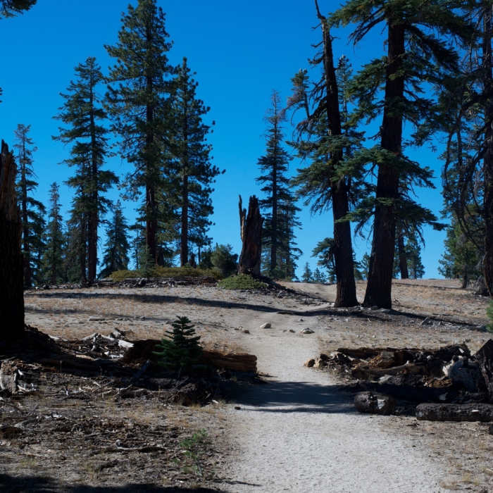 Trail as it approaches Indian Ridge and the trees begin to thin. Near North Dome Summit Trail