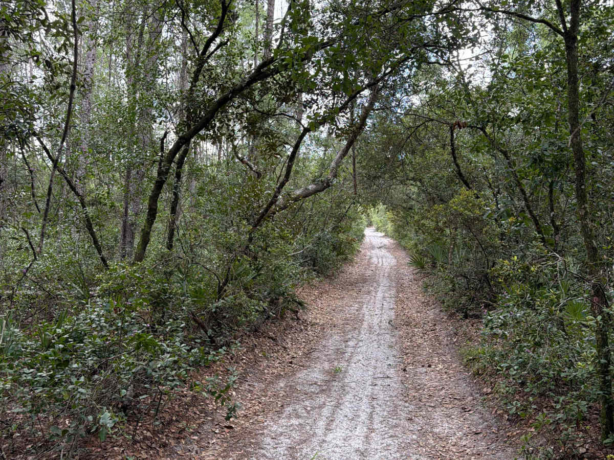 Ocala National Forest 445-2.3B photo 4