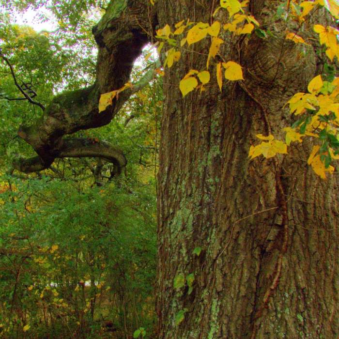 Near Abbots Bridge Trail Near Abbots Bridge Trail