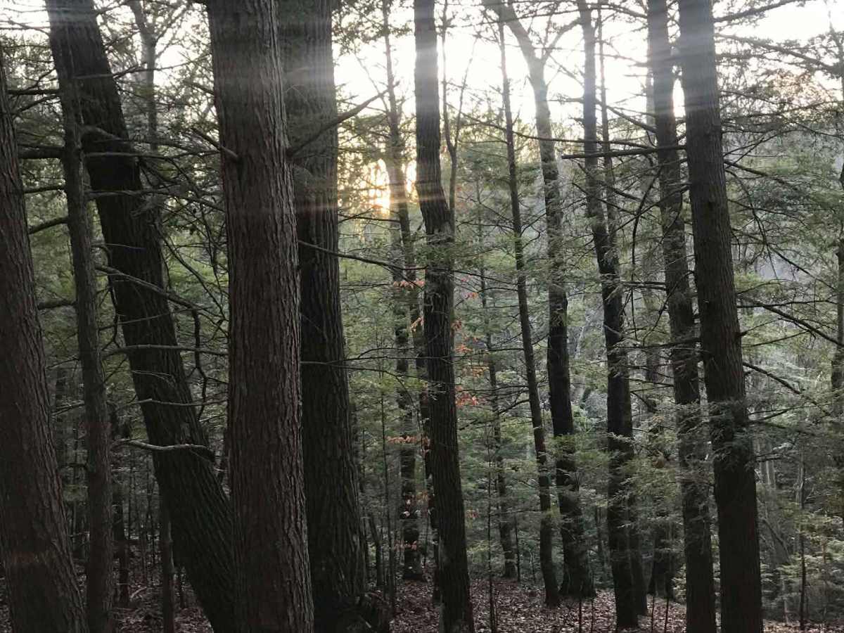 Donaldson Gorge trail photo