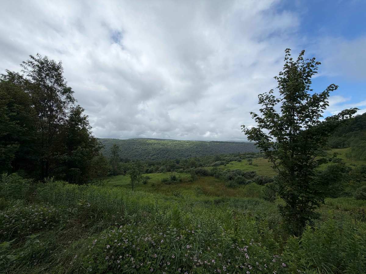 Brier Knob Road trail photo