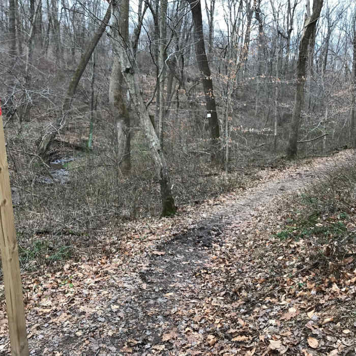 Woods Near Peacedale Preserve