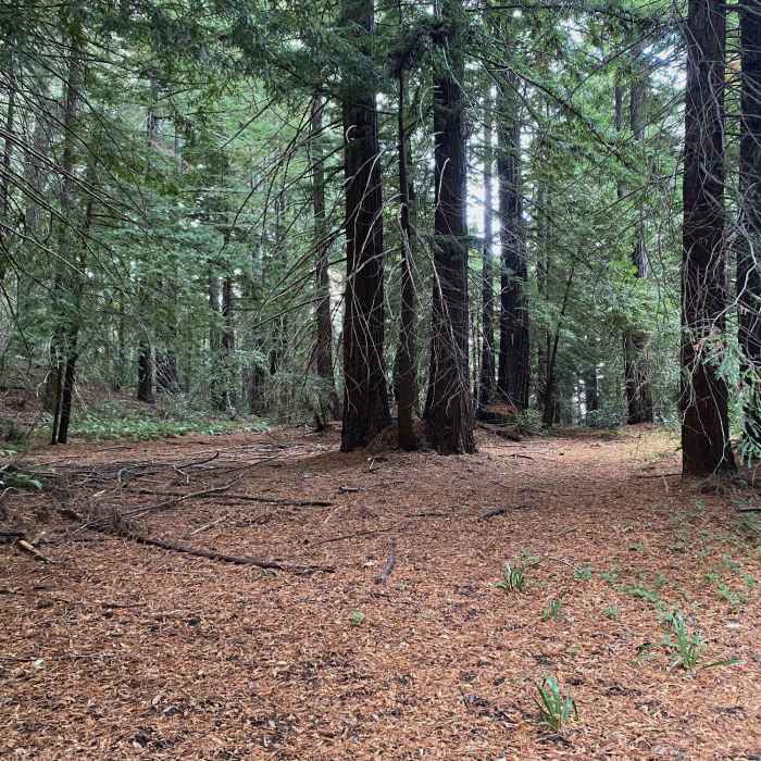 Near LR 14 Gate Trail