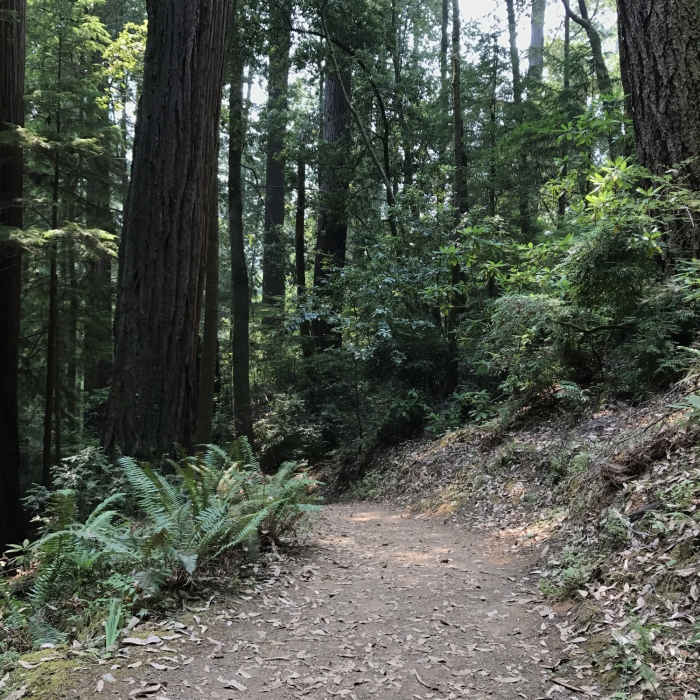 Tall Trees Trail in Redwood National Park Near Emerald Ridge Trail
