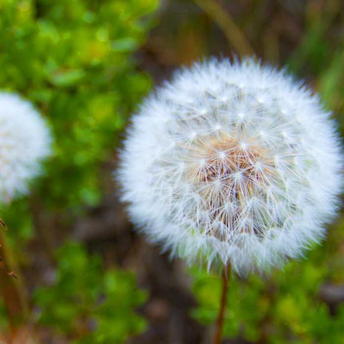 Near Coastal Trail, Rodeo Beach to Muir Beach