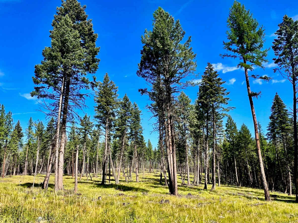 Waldo Gold Creek photo 2