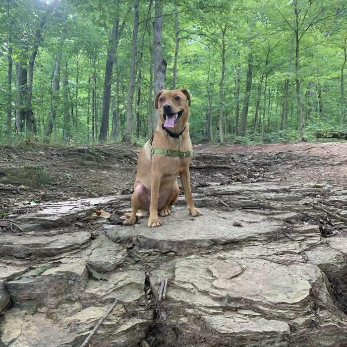 Took him off leash for the picture, but leashes are required at the park. Near Main Trail Loop