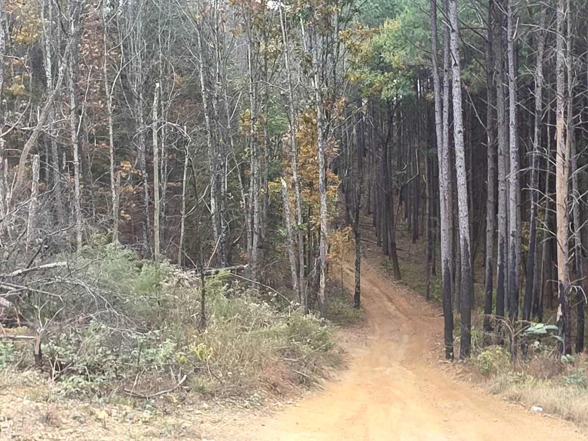 The Pines Cut Thru photo 5