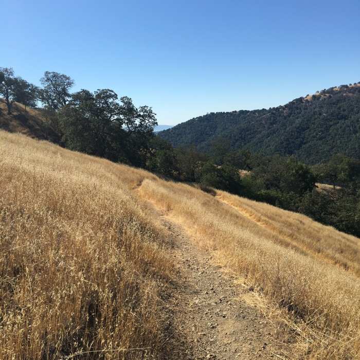 Near Coyote Creek Loop at Coe Park
