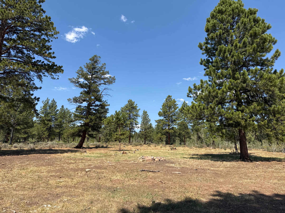 BLM 6111A photo 3