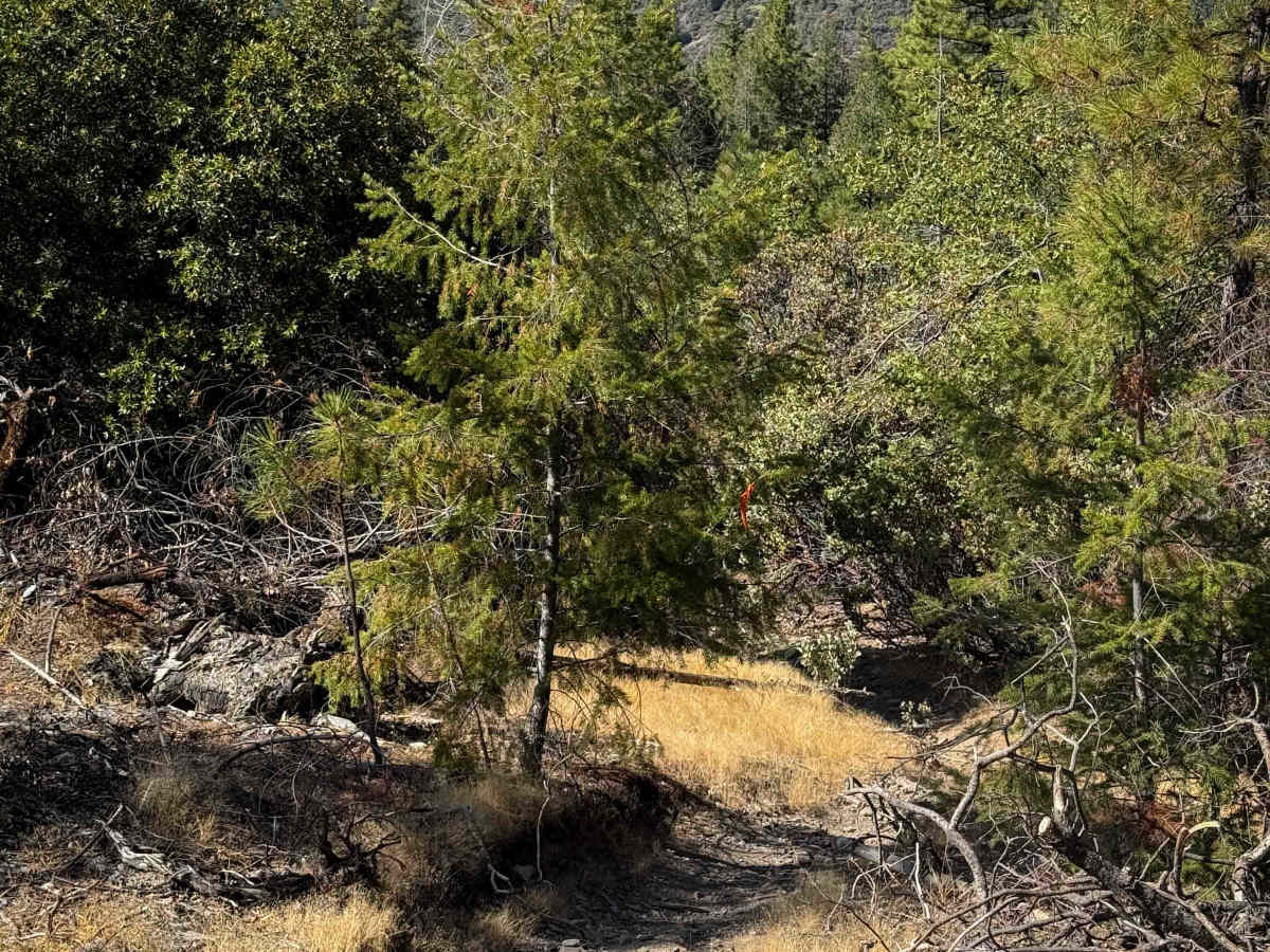 Trail 1-5 (11E51)  photo 2