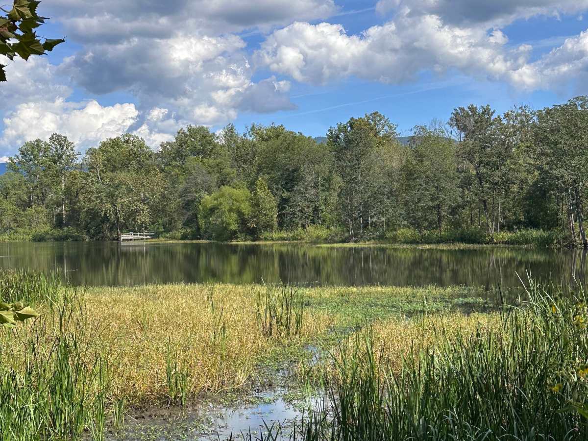 Bealers Pond photo 5