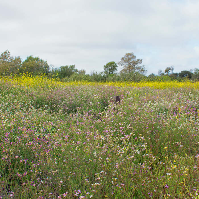Near Tijuana River Marsh Loop
