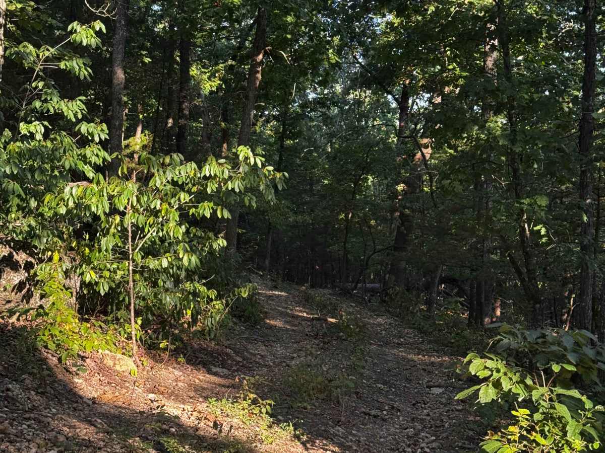 Gold Miner Trail photo 4