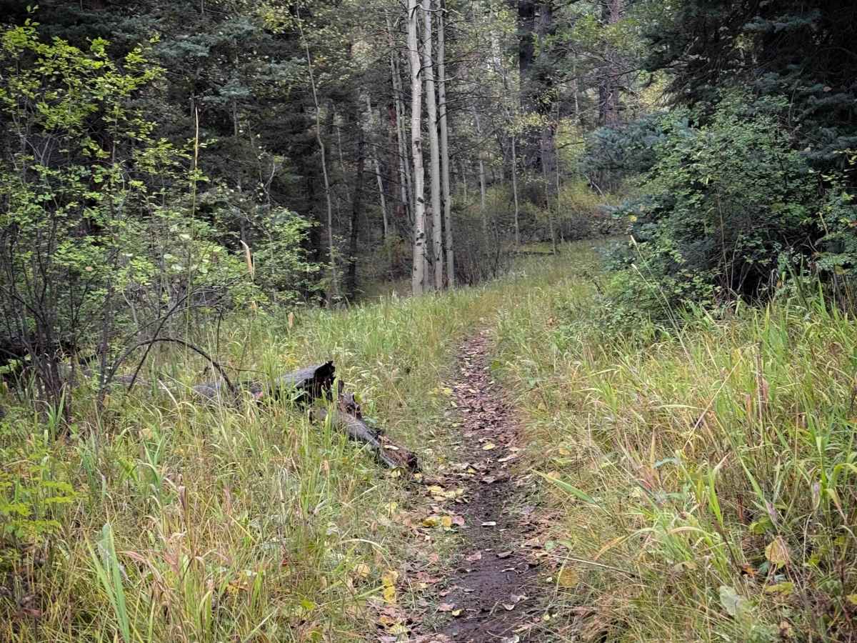 La Cueva Canyon Trail - FS 492  photo 4